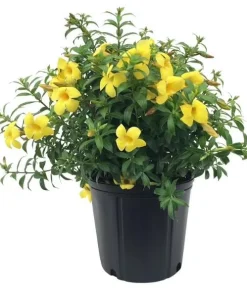 Set of 2 Dwarf Allamanda Live Plants - Golden Trumpet, 4-6 Inch Tall, Outdoor Shrub - Image 3
