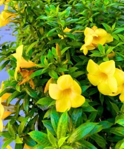 Set of 2 Dwarf Allamanda Live Plants - Golden Trumpet, 4-6 Inch Tall, Outdoor Shrub - Image 4