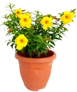 Set of 2 Dwarf Allamanda Live Plants - Golden Trumpet, 4-6 Inch Tall, Outdoor Shrub - Image 5