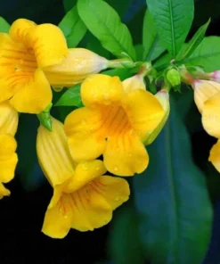 Set of 2 Dwarf Allamanda Live Plants - Golden Trumpet, 4-6 Inch Tall, Outdoor Shrub - Image 6