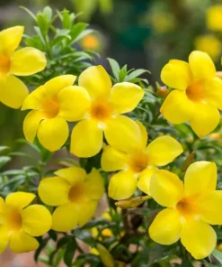 Set of 2 Dwarf Allamanda Live Plants - Golden Trumpet, 4-6 Inch Tall, Outdoor Shrub - Image 7