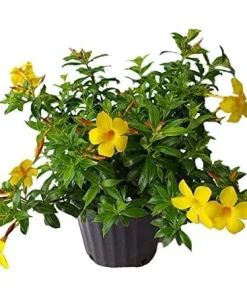 Set of 2 Dwarf Allamanda Live Plants - Golden Trumpet, 4-6 Inch Tall, Outdoor Shrub - Image 8