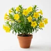Set of 2 Dwarf Allamanda Live Plants - Golden Trumpet, 4-6 Inch Tall, Outdoor Shrub - Image 1