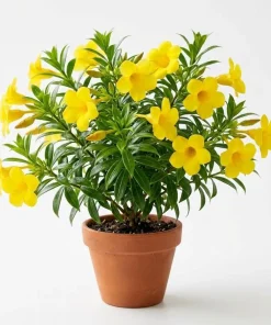 Set of 2 Dwarf Allamanda Live Plants - Golden Trumpet, 4-6 Inch Tall, Outdoor Shrub - Image 1