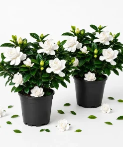Set of 2 Frostproof Jasmine Live Plants, Fragrant White Flowering Vine, 4-6 Inch Tall - Image 1