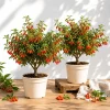Set of 2 Goji Berry Plants Live for Planting - Red Bush, 4-8 Inch Tall - Image 1