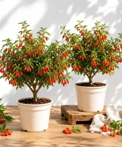 Set of 2 Goji Berry Plants Live for Planting - Red Bush, 4-8 Inch Tall - Image 1