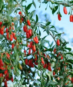 Set of 2 Goji Berry Plants Live for Planting - Red Bush, 4-8 Inch Tall - Image 8