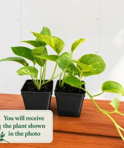 Set of 2 Golden Pothos Live Plants, 5-8 Inch Tall, 4 Inch Pot, Variegated Indoor Houseplant - Image 2