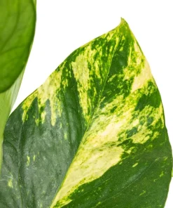 Set of 2 Golden Pothos Live Plants, 5-8 Inch Tall, 4 Inch Pot, Variegated Indoor Houseplant - Image 3
