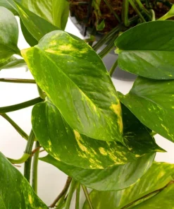 Set of 2 Golden Pothos Live Plants, 5-8 Inch Tall, 4 Inch Pot, Variegated Indoor Houseplant - Image 4