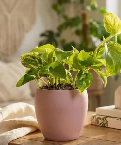 Set of 2 Golden Pothos Live Plants, 5-8 Inch Tall, 4 Inch Pot, Variegated Indoor Houseplant - Image 5