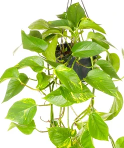 Set of 2 Golden Pothos Live Plants, 5-8 Inch Tall, 4 Inch Pot, Variegated Indoor Houseplant - Image 6
