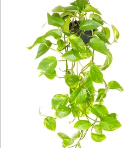 Set of 2 Golden Pothos Live Plants, 5-8 Inch Tall, 4 Inch Pot, Variegated Indoor Houseplant - Image 7