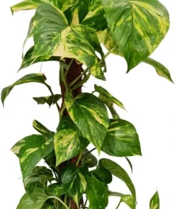 Set of 2 Golden Pothos Live Plants, 5-8 Inch Tall, 4 Inch Pot, Variegated Indoor Houseplant - Image 8