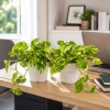 Set of 2 Golden Pothos Live Plants, 5-8 Inch Tall, 4 Inch Pot, Variegated Indoor Houseplant - Image 1