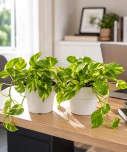 Set of 2 Golden Pothos Live Plants, 5-8 Inch Tall, 4 Inch Pot, Variegated Indoor Houseplant - Image 1