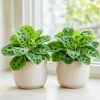 Set of 2 Green Maranta Leuconeura Live Plants, 4-6 Inch Tall, Tropical Indoor Outdoor - Image 1