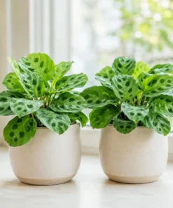 Set of 2 Green Maranta Leuconeura Live Plants, 4-6 Inch Tall, Tropical Indoor Outdoor - Image 1