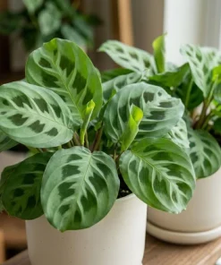 Set of 2 Green Maranta Leuconeura Live Plants, 4-6 Inch Tall, Tropical Indoor Outdoor - Image 2