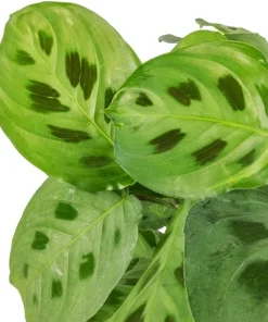 Set of 2 Green Maranta Leuconeura Live Plants, 4-6 Inch Tall, Tropical Indoor Outdoor - Image 3