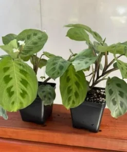 Set of 2 Green Maranta Leuconeura Live Plants, 4-6 Inch Tall, Tropical Indoor Outdoor - Image 4