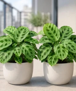 Set of 2 Green Maranta Leuconeura Live Plants, 4-6 Inch Tall, Tropical Indoor Outdoor - Image 5