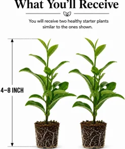 Set of 2 Green Tea Plants Live, Camellia Tea Plant, 4-8 Inch Tall, Outdoor - Image 2