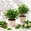 Set of 2 Green Tea Plants Live, Camellia Tea Plant, 4-8 Inch Tall, Outdoor - Image 1