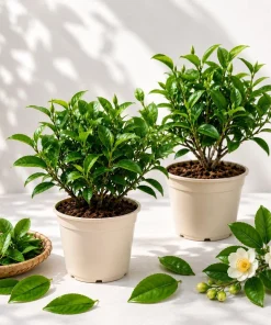 Set of 2 Green Tea Plants Live, Camellia Tea Plant, 4-8 Inch Tall, Outdoor - Image 1
