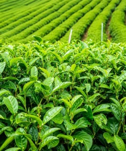 Set of 2 Green Tea Plants Live, Camellia Tea Plant, 4-8 Inch Tall, Outdoor - Image 3