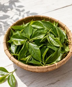 Set of 2 Green Tea Plants Live, Camellia Tea Plant, 4-8 Inch Tall, Outdoor - Image 5