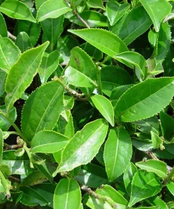Set of 2 Green Tea Plants Live, Camellia Tea Plant, 4-8 Inch Tall, Outdoor - Image 7