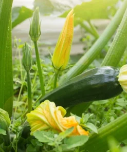 Set of 2 Green Zucchini Live Plants 3-5 Inch Tall in 4 Inch Pot - Summer Squash Starter - Image 2
