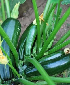 Set of 2 Green Zucchini Live Plants 3-5 Inch Tall in 4 Inch Pot - Summer Squash Starter - Image 3