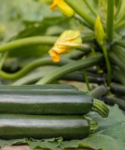 Set of 2 Green Zucchini Live Plants 3-5 Inch Tall in 4 Inch Pot - Summer Squash Starter - Image 4