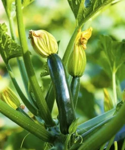 Set of 2 Green Zucchini Live Plants 3-5 Inch Tall in 4 Inch Pot - Summer Squash Starter - Image 5