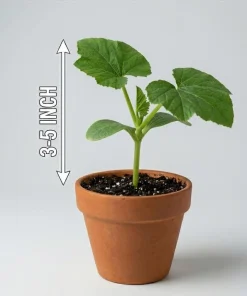 Set of 2 Green Zucchini Live Plants 3-5 Inch Tall in 4 Inch Pot - Summer Squash Starter - Image 6