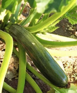 Set of 2 Green Zucchini Live Plants 3-5 Inch Tall in 4 Inch Pot - Summer Squash Starter - Image 7
