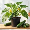 Set of 2 Green Zucchini Live Plants 3-5 Inch Tall in 4 Inch Pot - Summer Squash Starter - Image 1