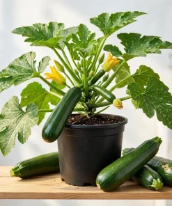 Set of 2 Green Zucchini Live Plants 3-5 Inch Tall in 4 Inch Pot - Summer Squash Starter - Image 1