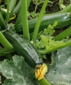 Set of 2 Green Zucchini Live Plants 3-5 Inch Tall in 4 Inch Pot - Summer Squash Starter - Image 8