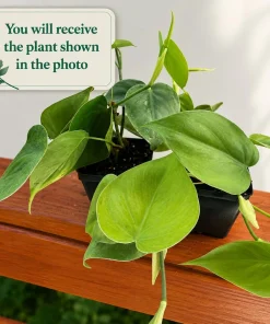 Set of 2 Heartleaf Philodendron Live Plants, 5-8 Inch Tall, 4 Inch Pot, Indoor - Image 2