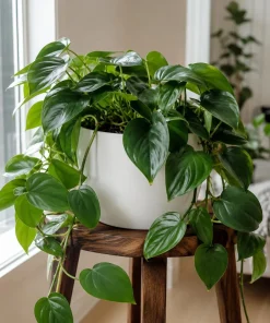 Set of 2 Heartleaf Philodendron Live Plants, 5-8 Inches Tall in 4 Inch Pots - Image 3