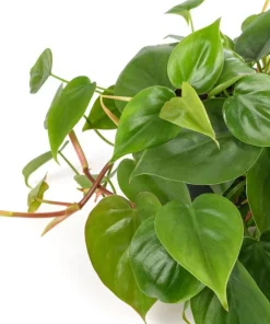 Set of 2 Heartleaf Philodendron Live Plants, 5-8 Inches Tall in 4 Inch Pots - Image 4