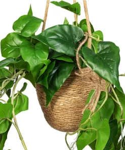 Set of 2 Heartleaf Philodendron Live Plants, 5-8 Inch Tall, 4 Inch Pot, Indoor - Image 4