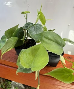 Set of 2 Heartleaf Philodendron Live Plants, 5-8 Inches Tall in 4 Inch Pots - Image 5
