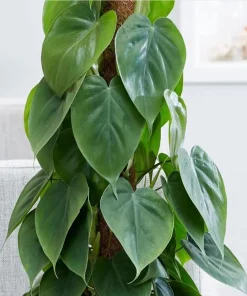 Set of 2 Heartleaf Philodendron Live Plants, 5-8 Inch Tall, 4 Inch Pot, Indoor - Image 5