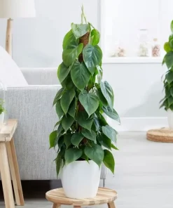 Set of 2 Heartleaf Philodendron Live Plants, 5-8 Inch Tall, 4 Inch Pot, Indoor - Image 6