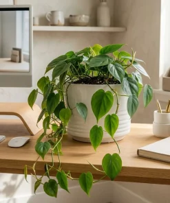 Set of 2 Heartleaf Philodendron Live Plants, 5-8 Inches Tall in 4 Inch Pots - Image 6